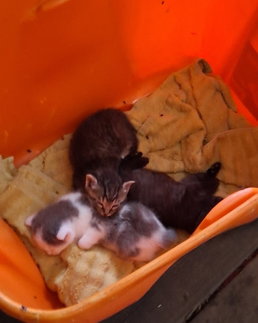 cloud-tiger-&-reaper. Cat, Kitten