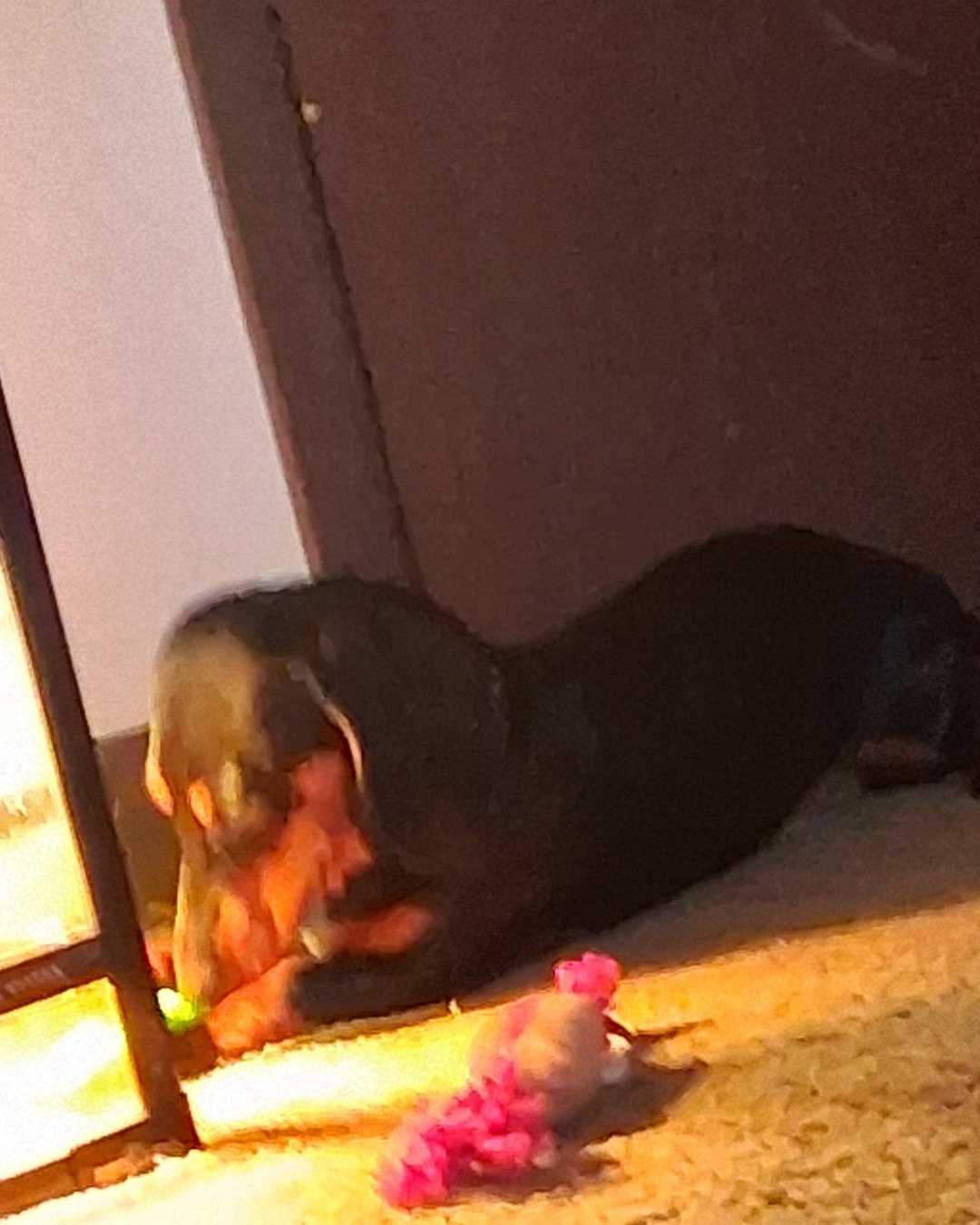 maximus the dachshund. Dog, Puppy, Hound, Person