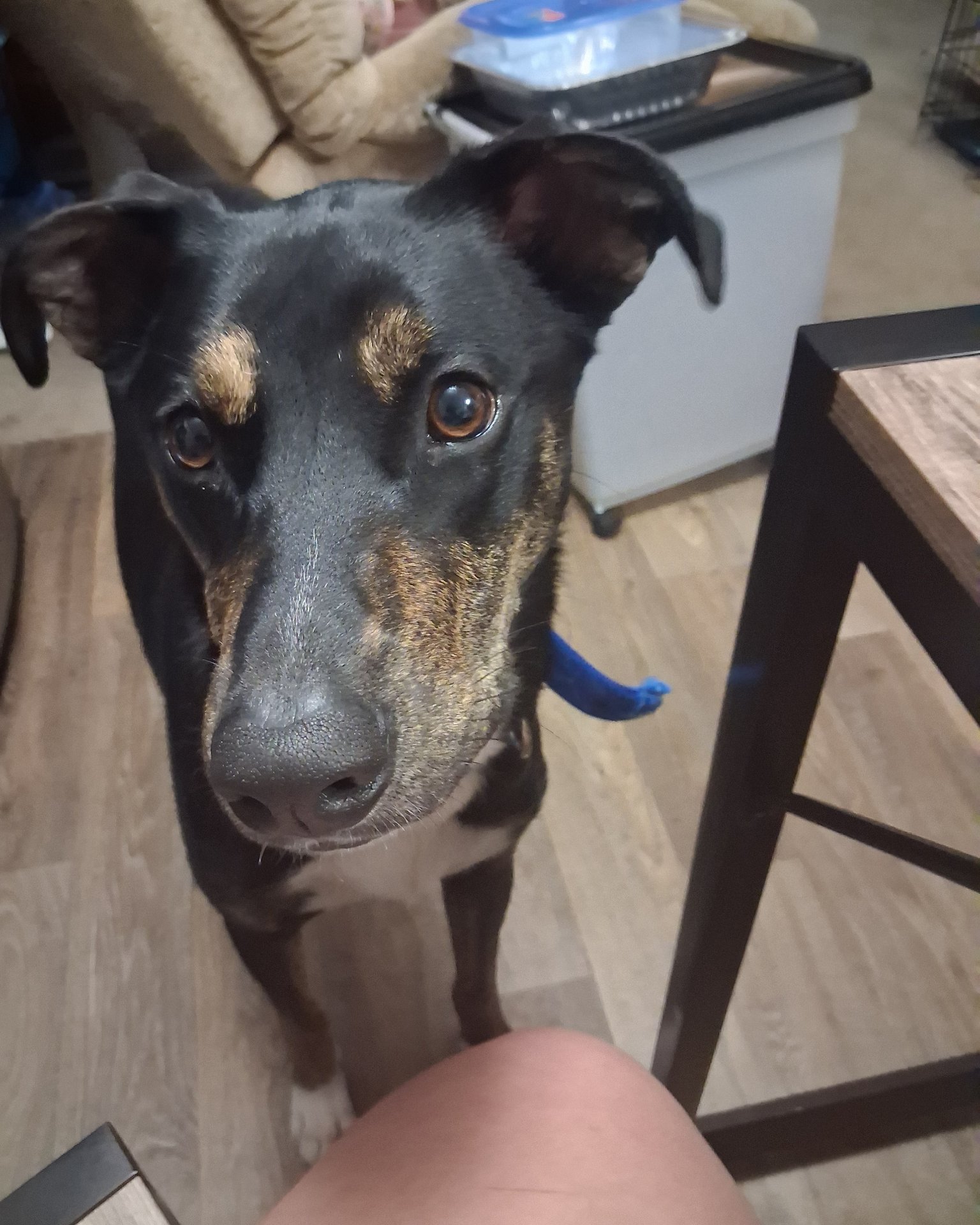 Chewy the labor retriever mix. Wood, Furniture, Dog, Indoors, Interior Design, Hound