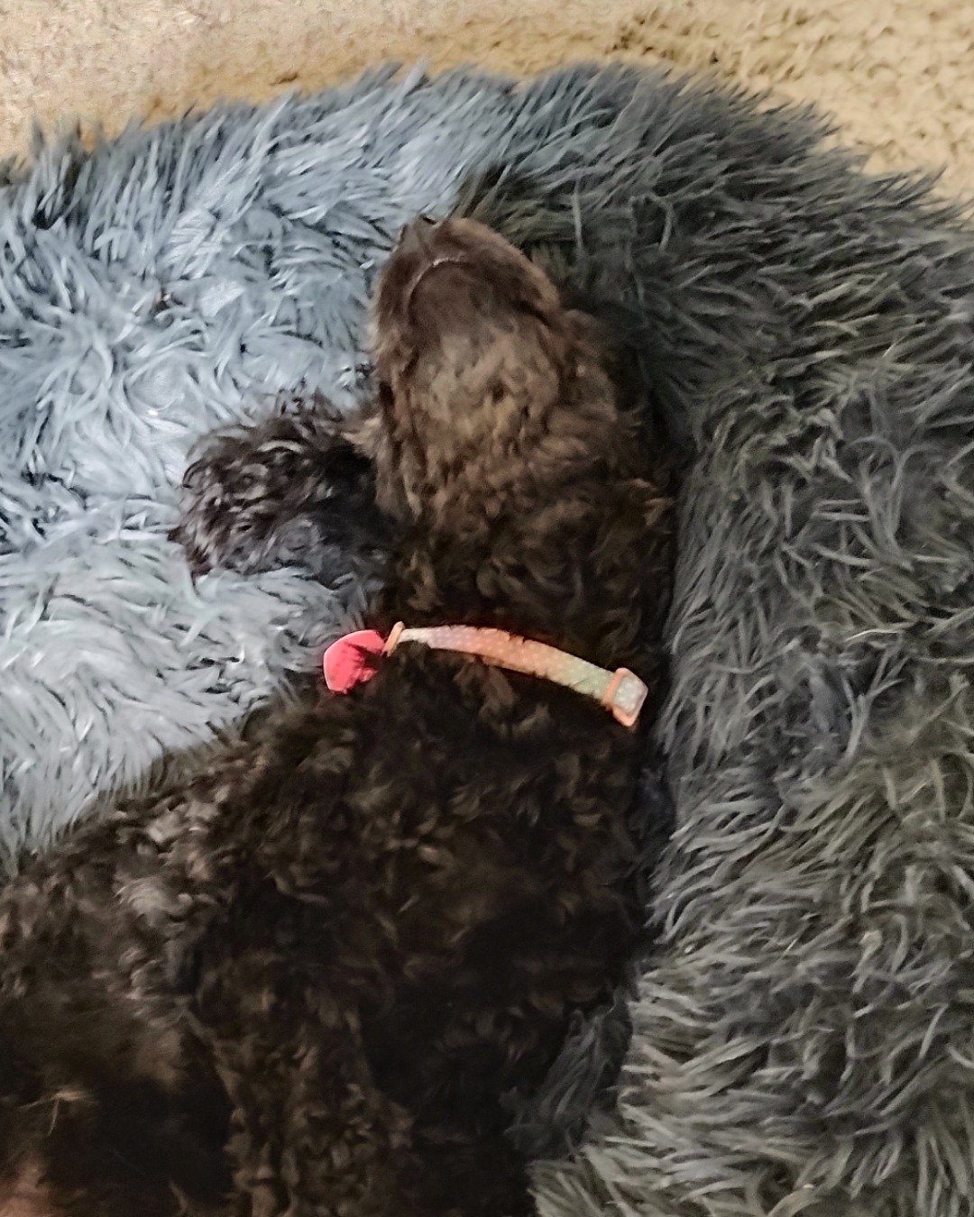 Lindy the Maltese Poodle Mix. Dog, Puppy, Cocker Spaniel