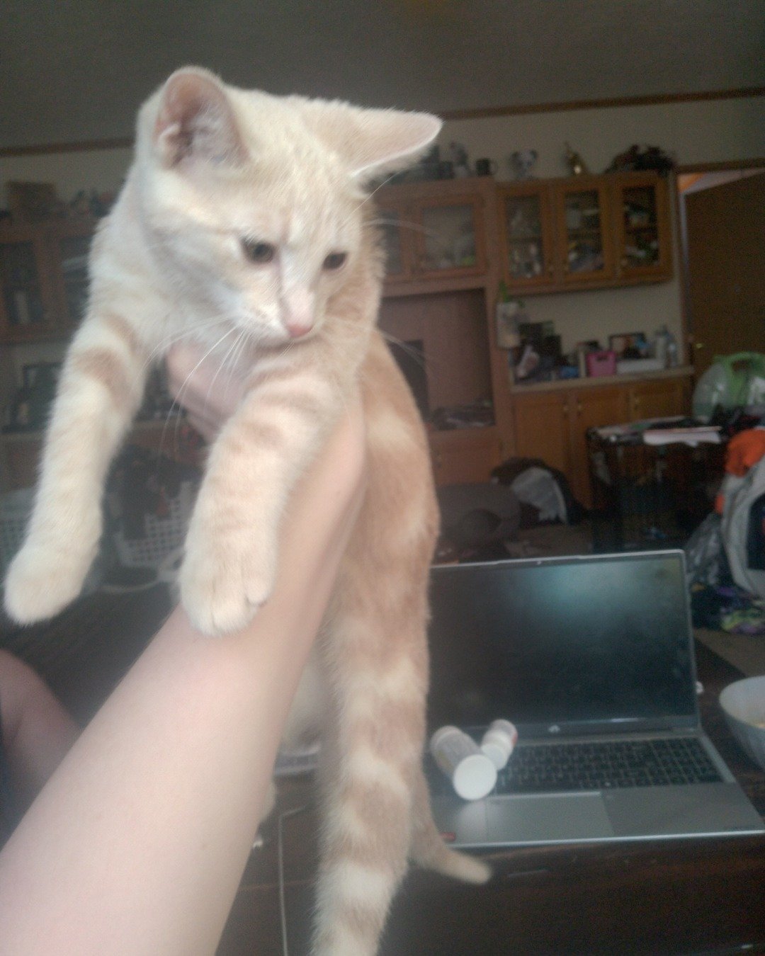 Aphrodite the orange cat. Computer, Electronics, Laptop, Pc, Furniture, Table