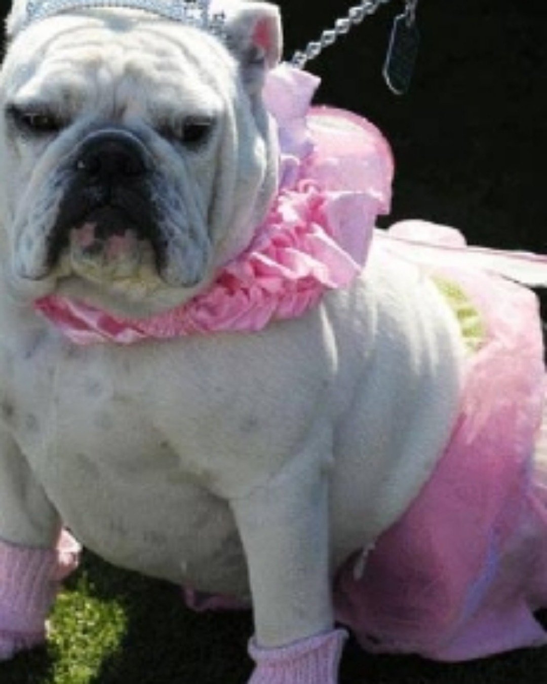 shelter Dogs. Bulldog, Dog, French Bulldog