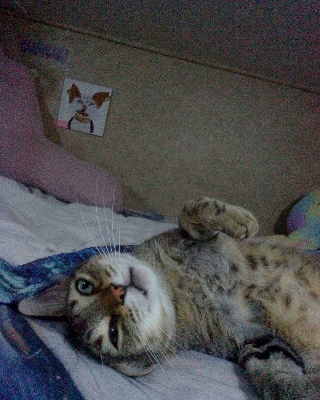 Craby Patty the Brown short haired tabby. Person, Sleeping, Couch, Furniture, Cushion, Home Decor
