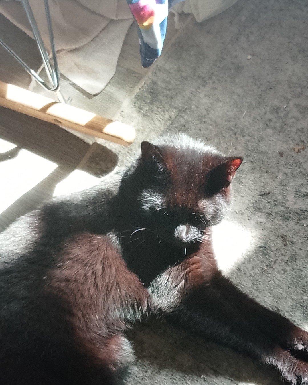 Ventress. Cat, Kitten, Manx