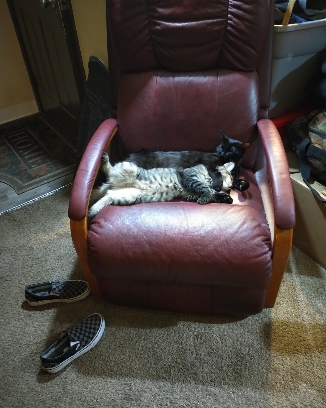 Cleopatra the Bombay. Furniture, Chair, Clothing, Footwear, Shoe, Armchair