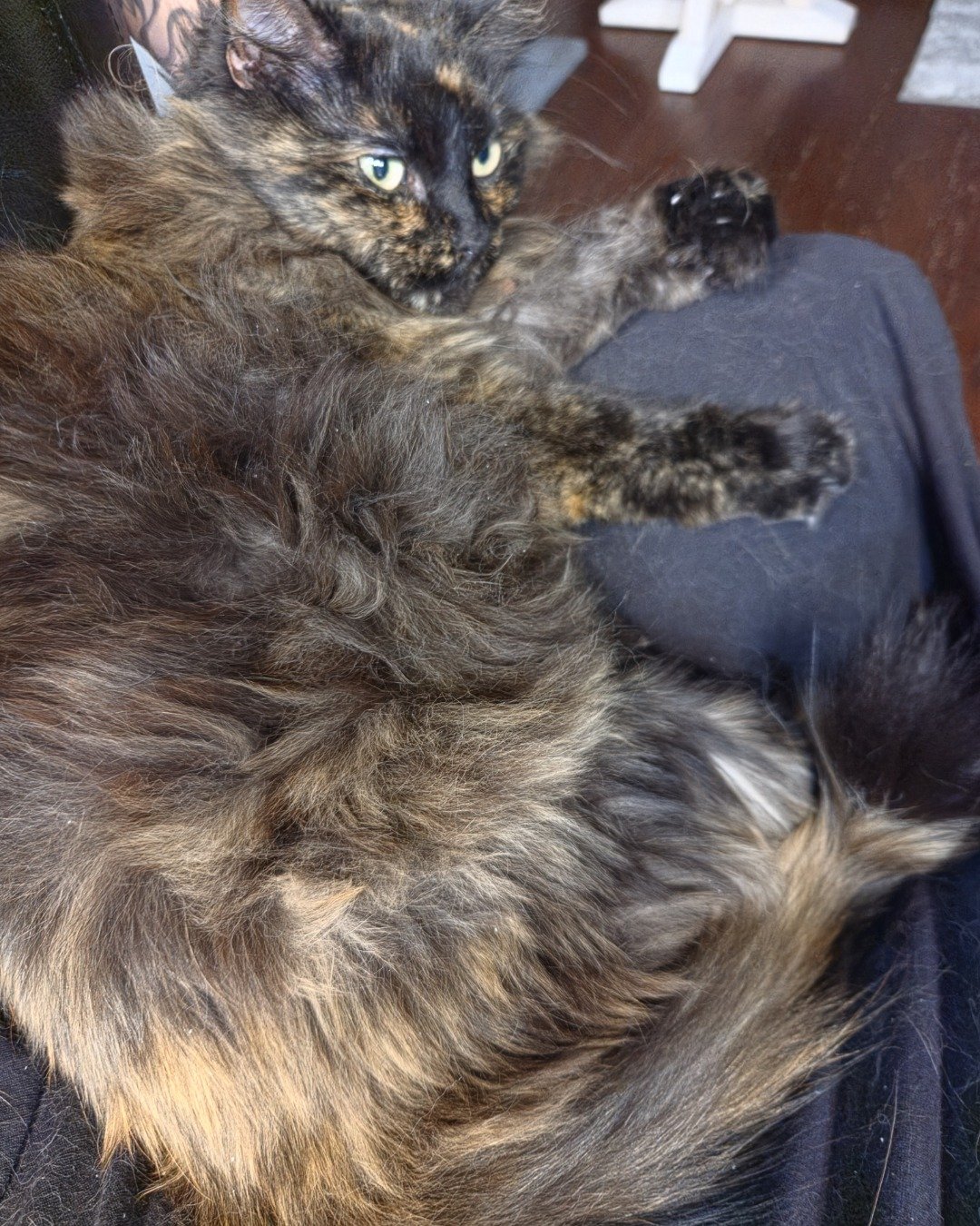 Ember. Cat, Manx, Wood, Kitten