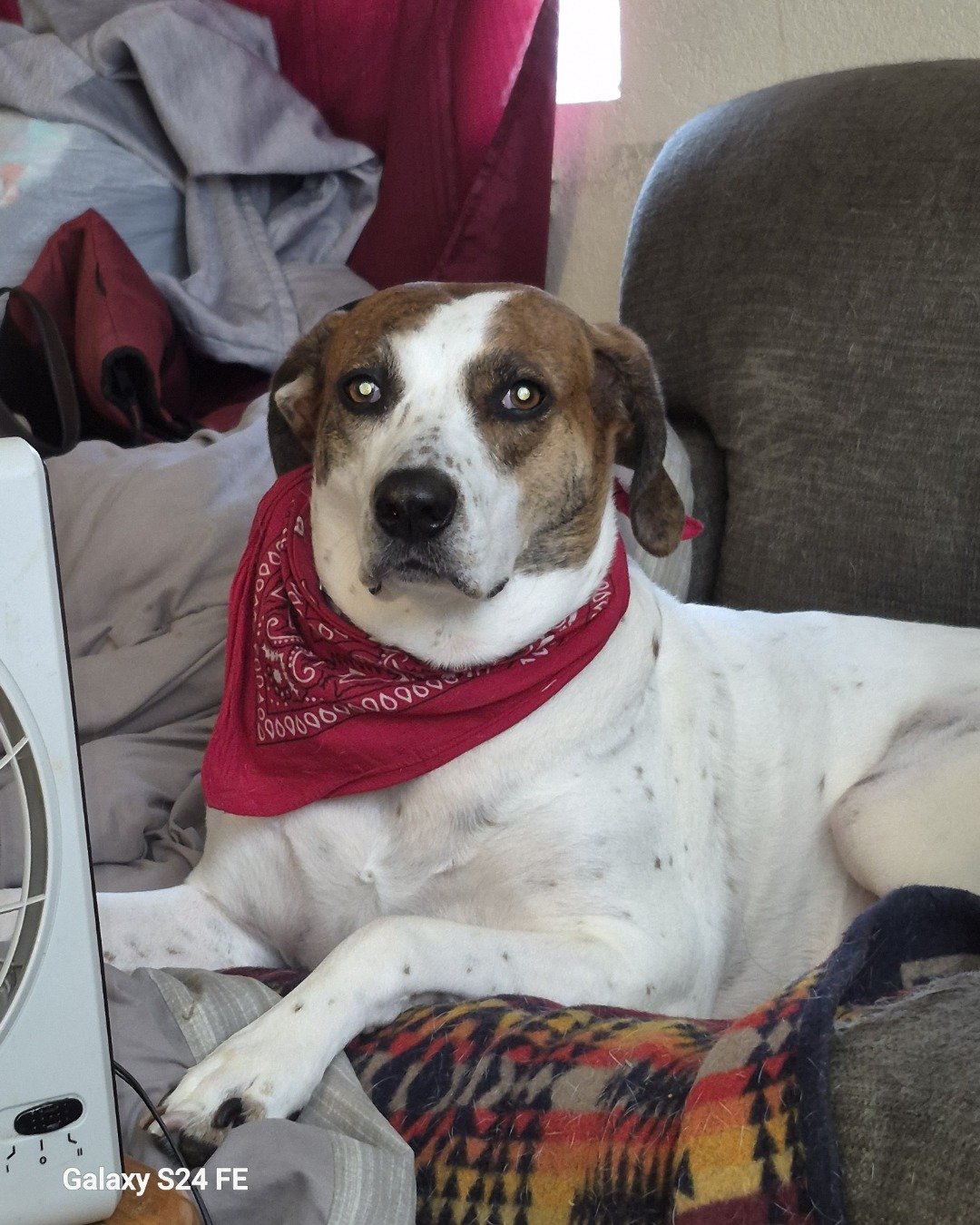 Rosie the Hound mix. Couch, Furniture, Dog, Hound, Accessories