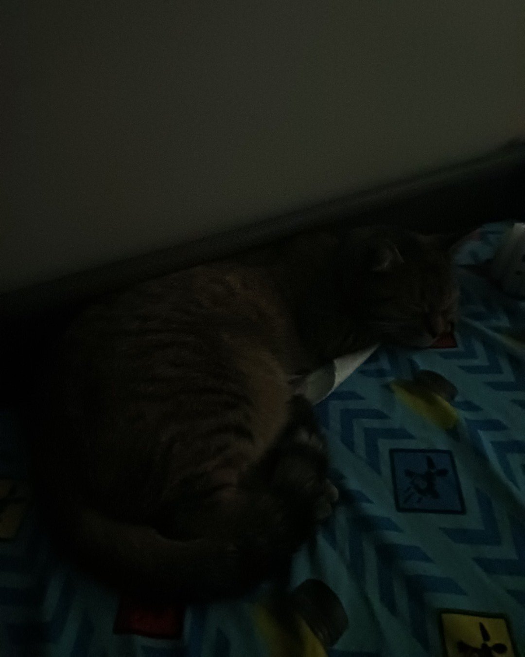 Kitty Boo Boo. Furniture, Cat, Bed, Couch