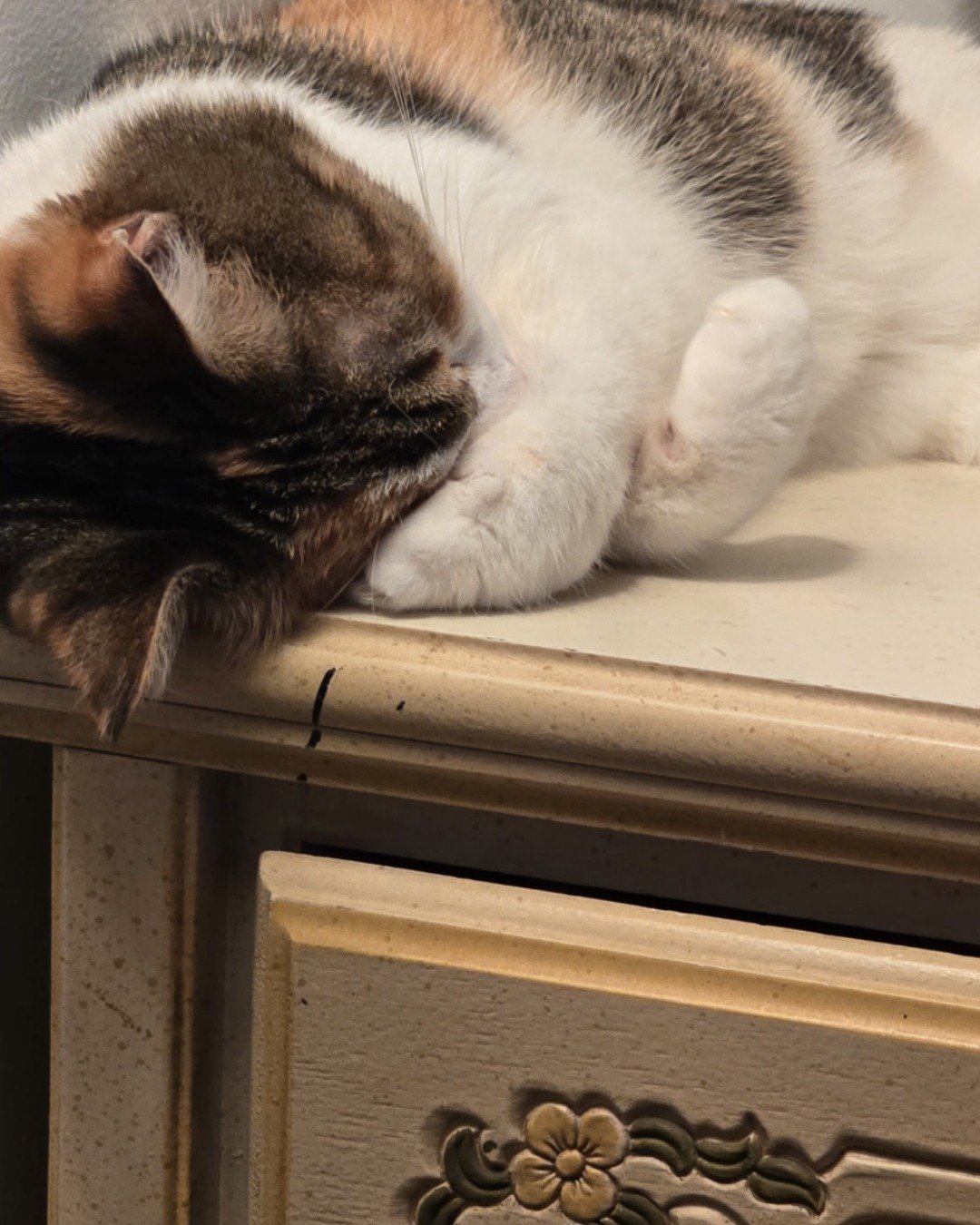 Zoey the callico. Drawer, Furniture, Person, Sleeping, Cat, Kitten