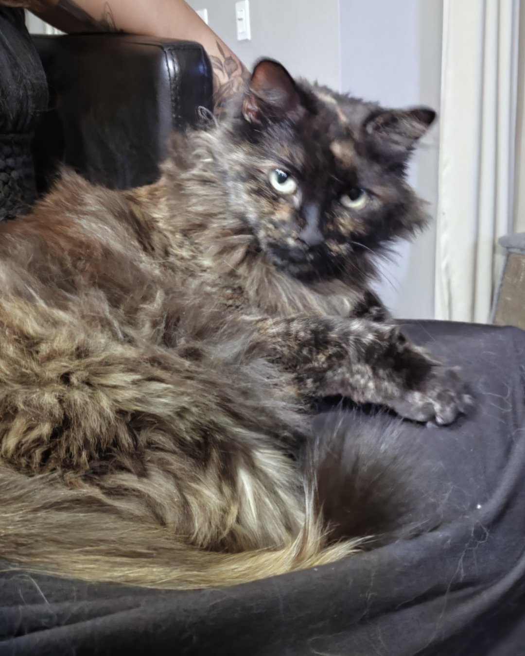 Ember — Cat, Kitten, Furniture