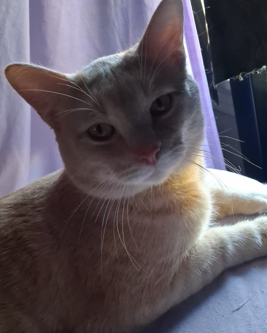 Cornbread the Pale cat or orange cat i don't know. Abyssinian, Cat