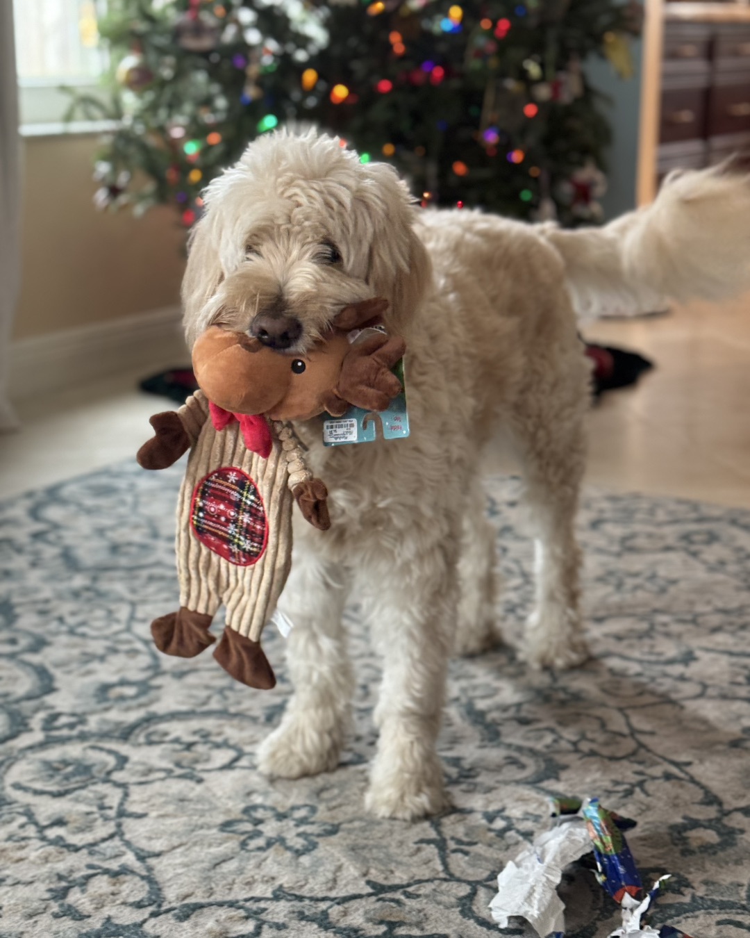 Bria the Goldendoodle