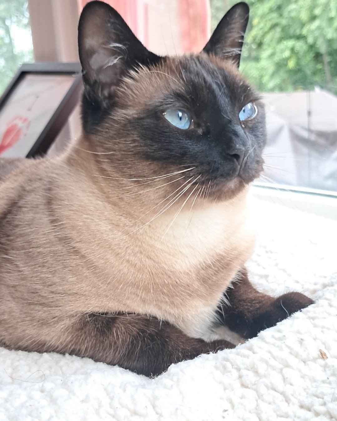 Luna🌙💫 (twin of Stella) the Siamese. Cat, Siamese