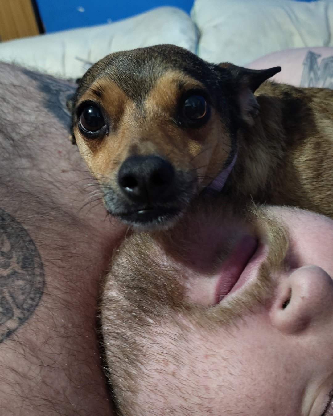 joy the female Chihuahua. Dog, Puppy, Person, Skin, Tattoo, Hound