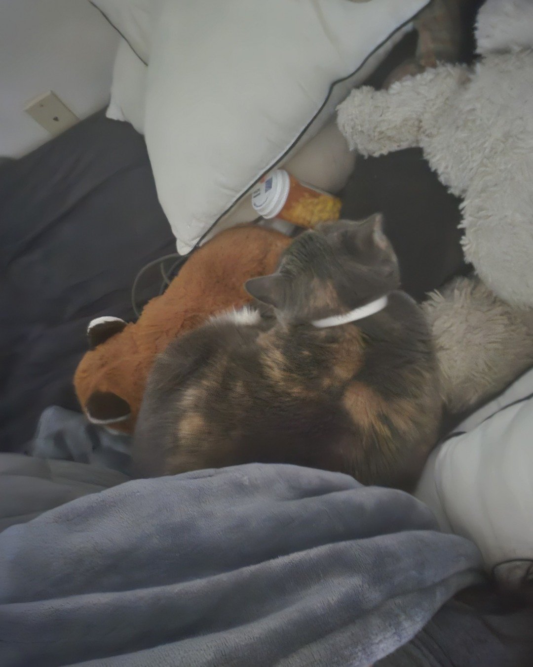 Smokey Topaz the calico cat. Person, Sleeping, Cushion, Home Decor, Couch, Furniture