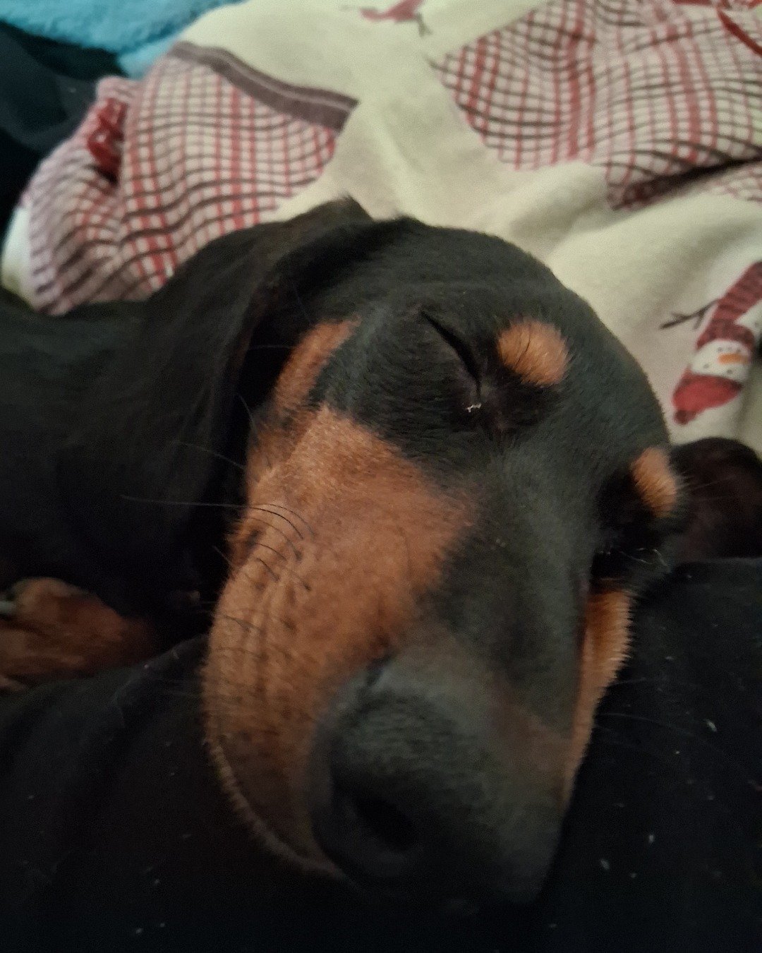 maximus the dachshund. Dog, Puppy, Hound, Person, Sleeping, Blanket