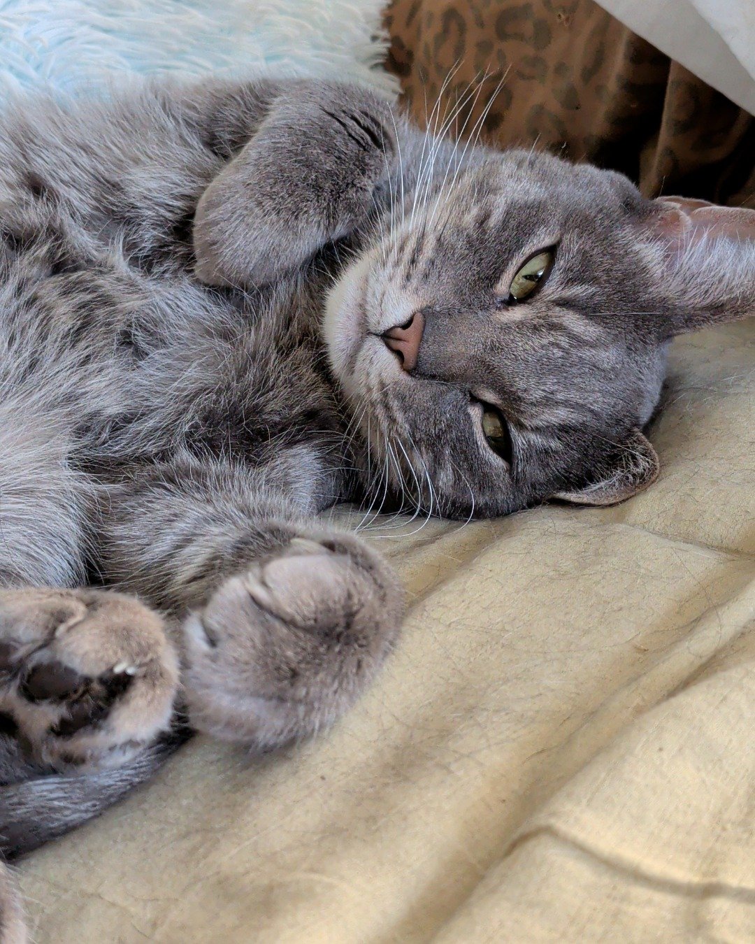 Oscar. Person, Sleeping, Cat, Kitten, Bird