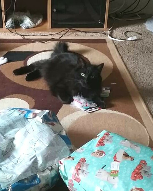 Sylvester the Unsure. Cat, Couch, Furniture, Kitten, Home Decor