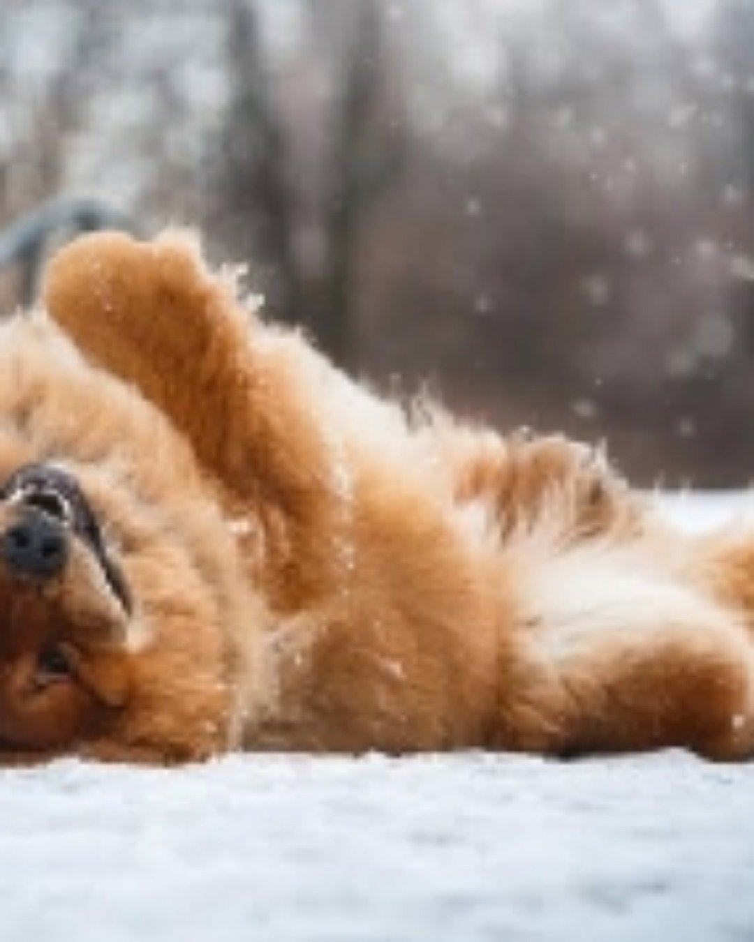 shelter Dogs. Dog, Chow