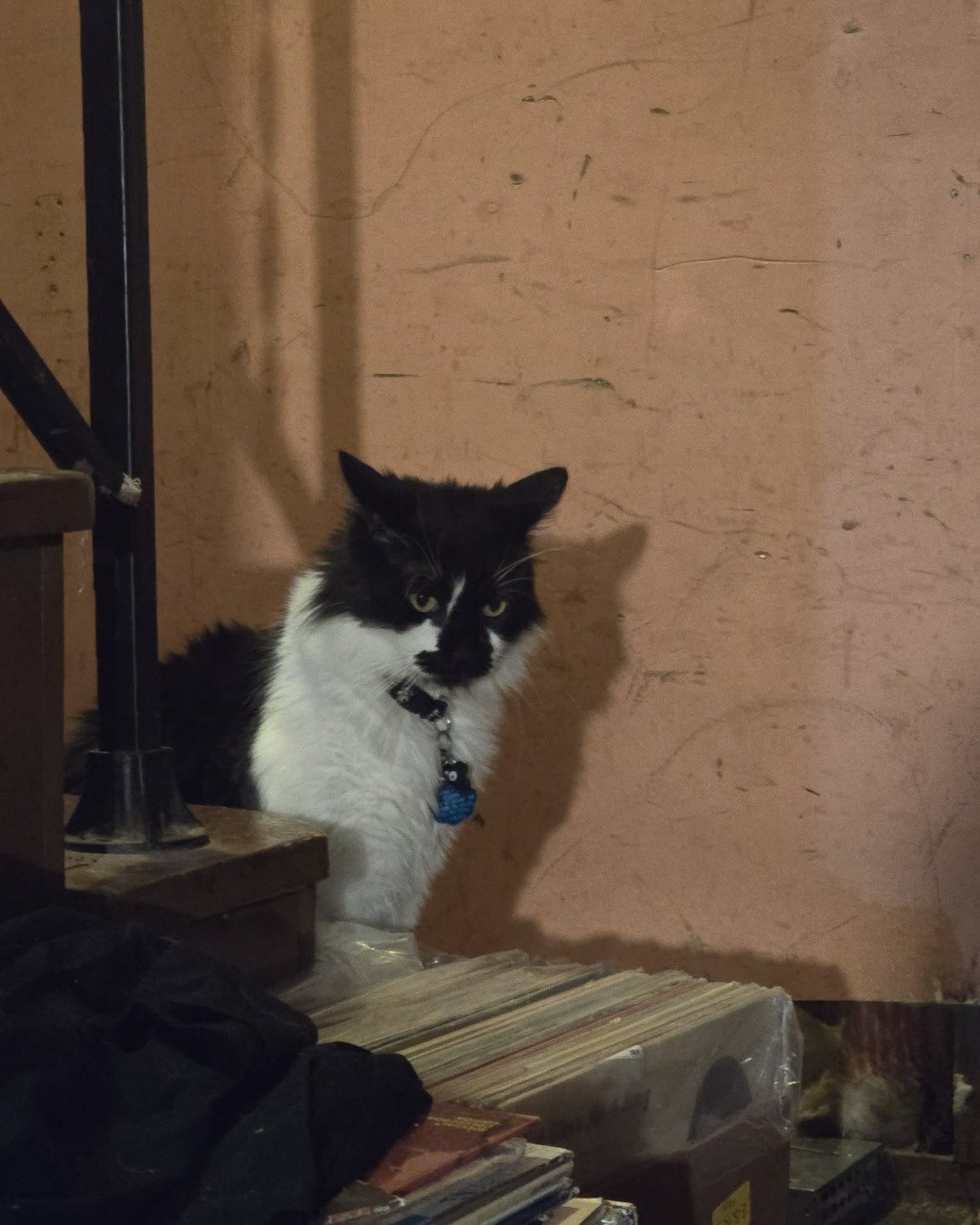 Oreo the Yes. Wood, Plywood, Cat, Kitten, Accessories, Plant