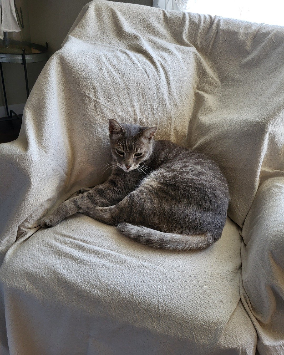 Jack the Tabby. Couch, Furniture, Chair, Cat, Blanket
