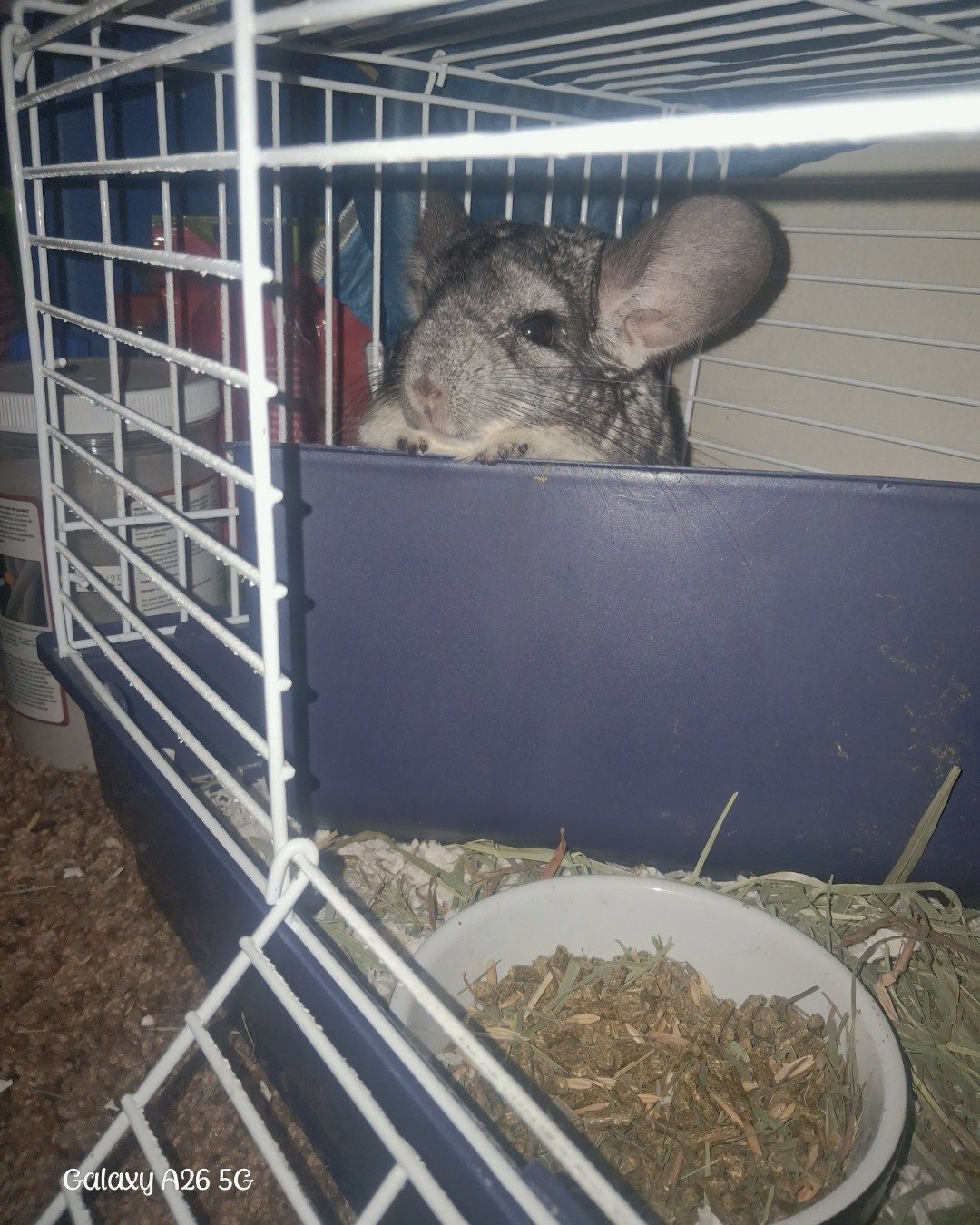Chimmichanga the Chinchilla. Rodent, Rat, Chinchilla