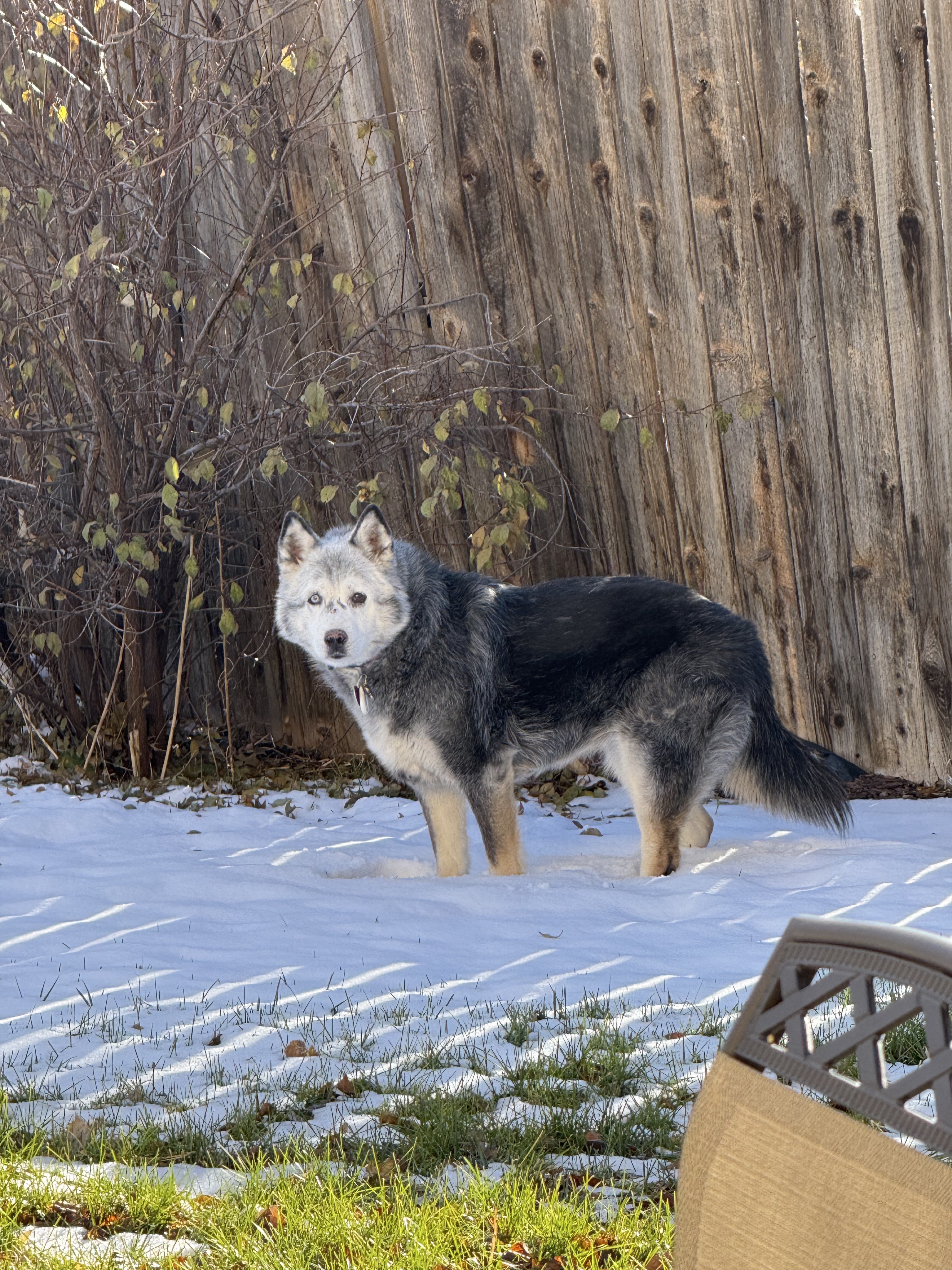 Loki the Husky Mix