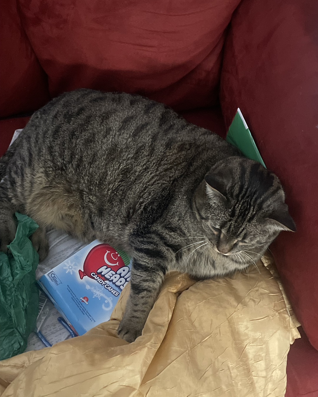 ReyRey — Couch, Furniture, Cat, Pen