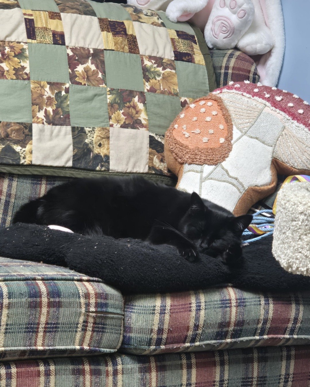 Balerion. Couch, Furniture, Cushion, Home Decor, Cat