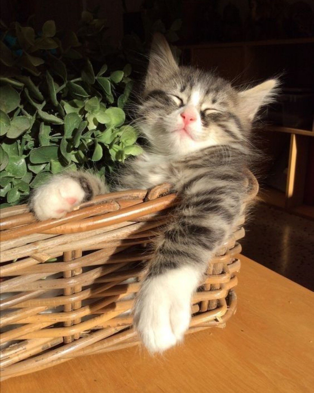 CUTE CATS 💖. Plant, Potted Plant, Basket, Cat, Kitten, Herbal