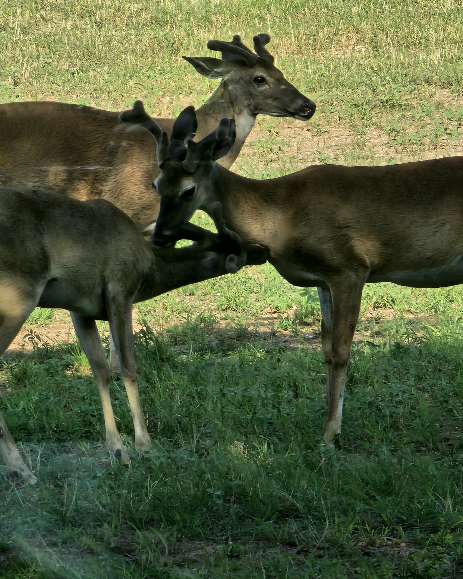 Nature the Deer,Axis Deer,Bucks,Axis Bucks. Deer, Field, Grassland, Nature, Outdoors, Antelope