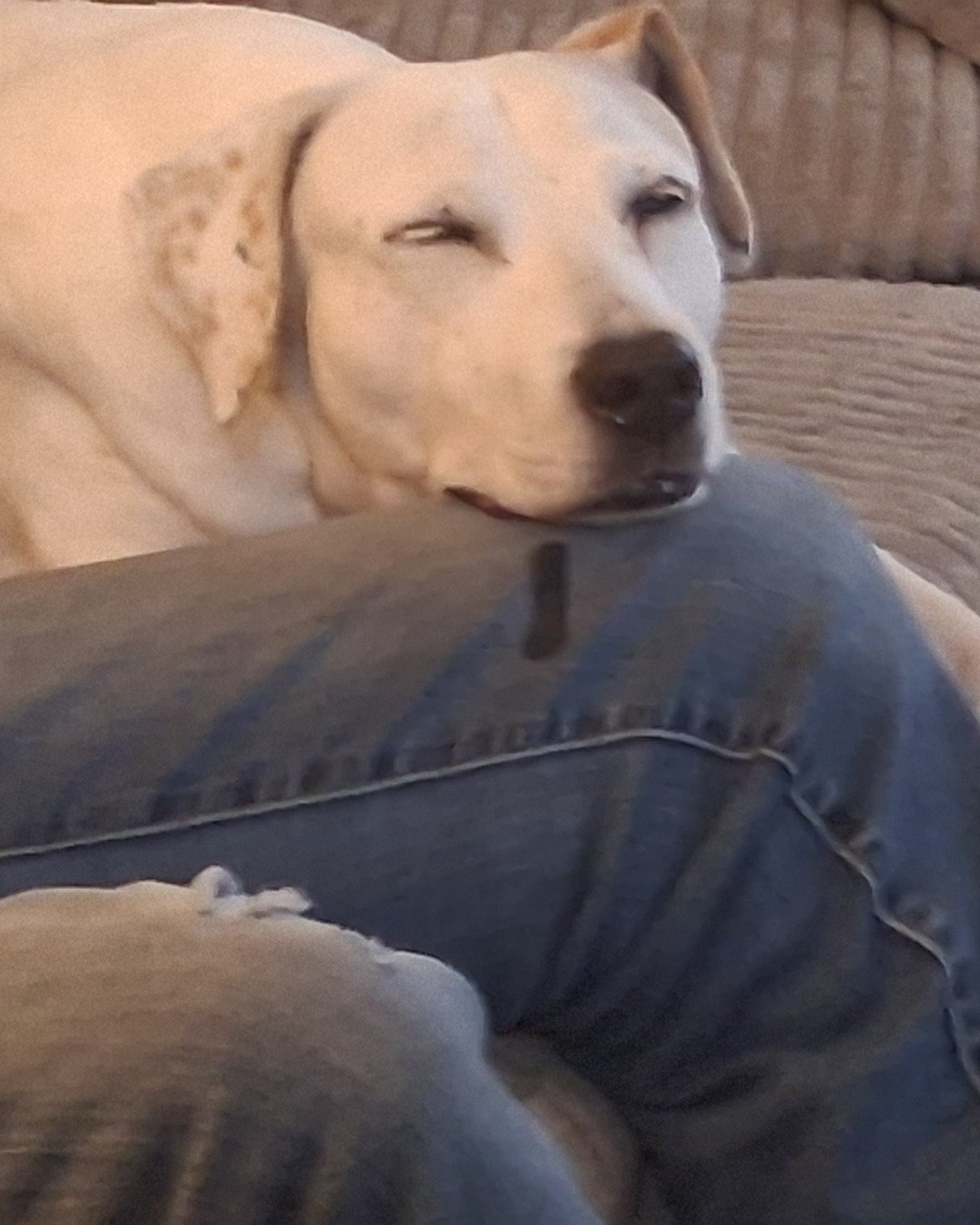 Nalu the Whippet/Foxhound Mix. Clothing, Pants, Dog, Puppy, Labrador Retriever, Jeans