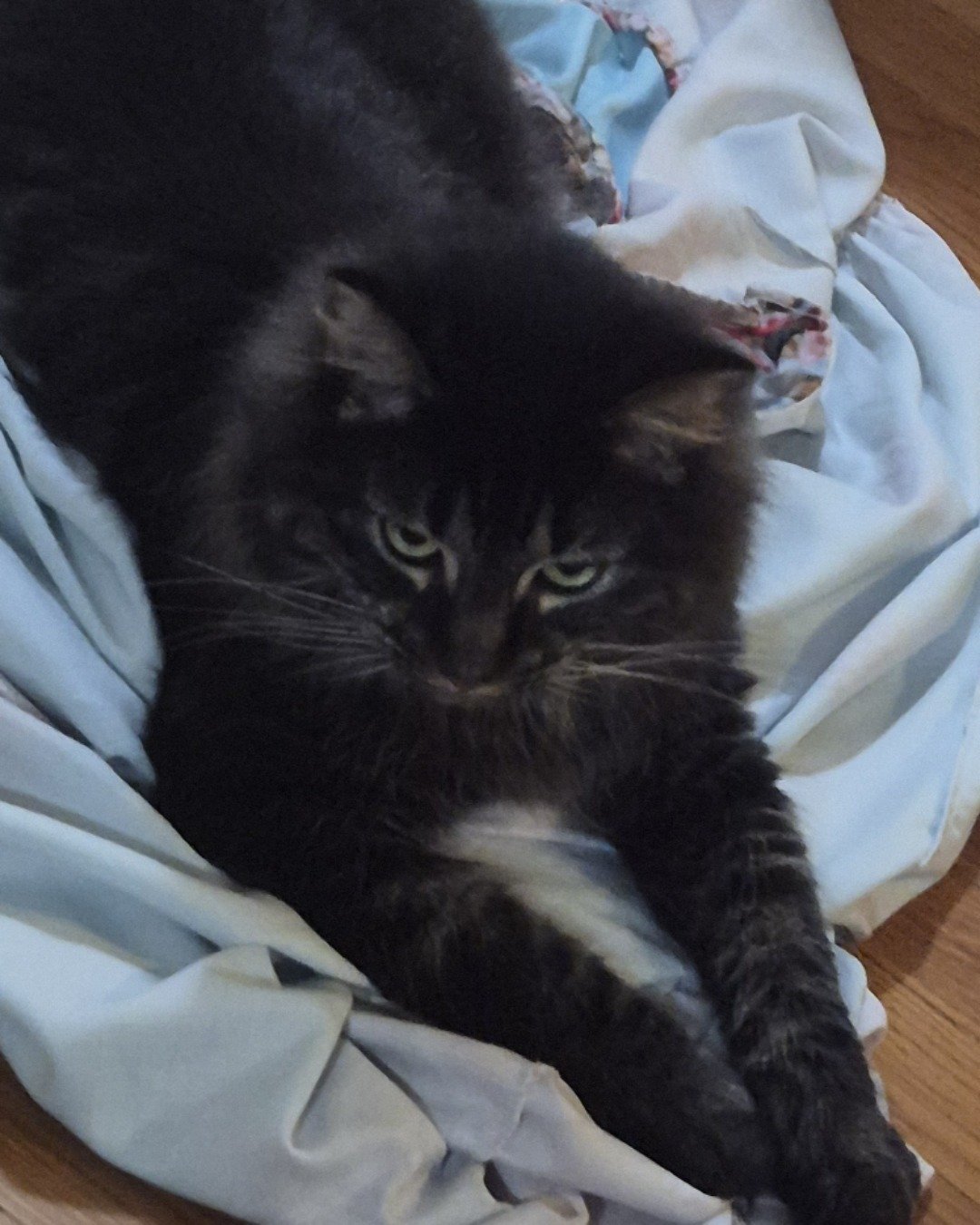 Morgan. Blanket, Cat, Kitten