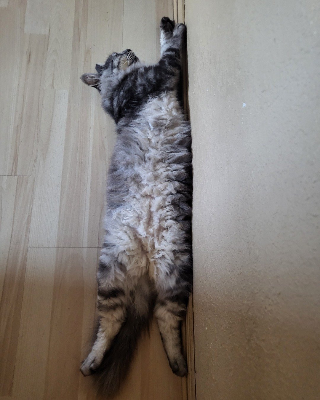 Yeti Freddie. Wood, Floor, Hardwood, Flooring, Person, Sleeping