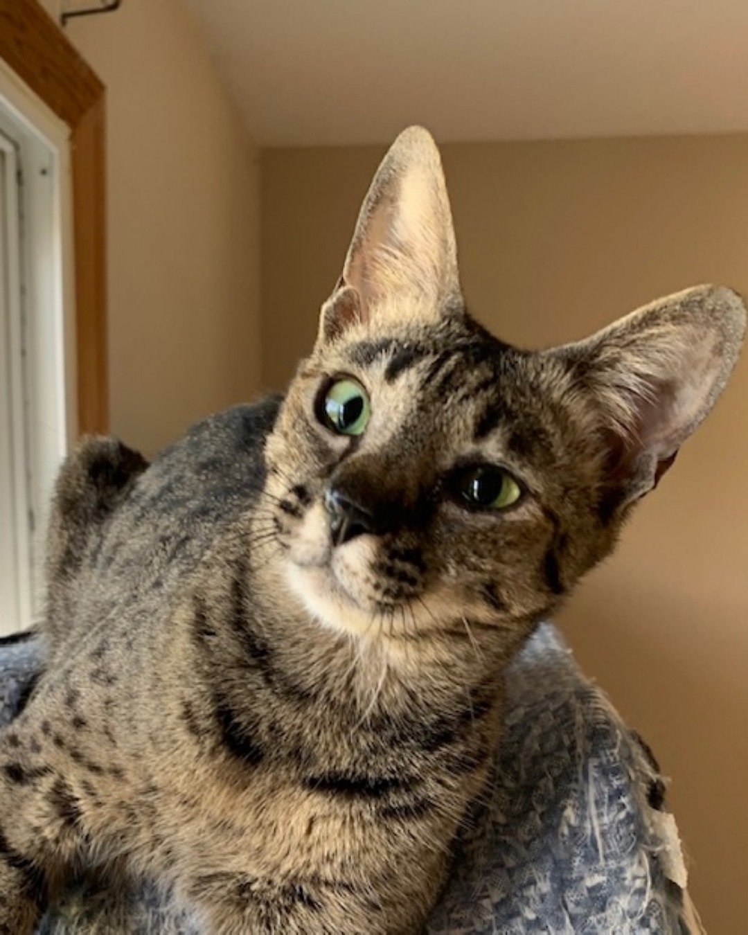 Mona the Savannah. Abyssinian, Cat