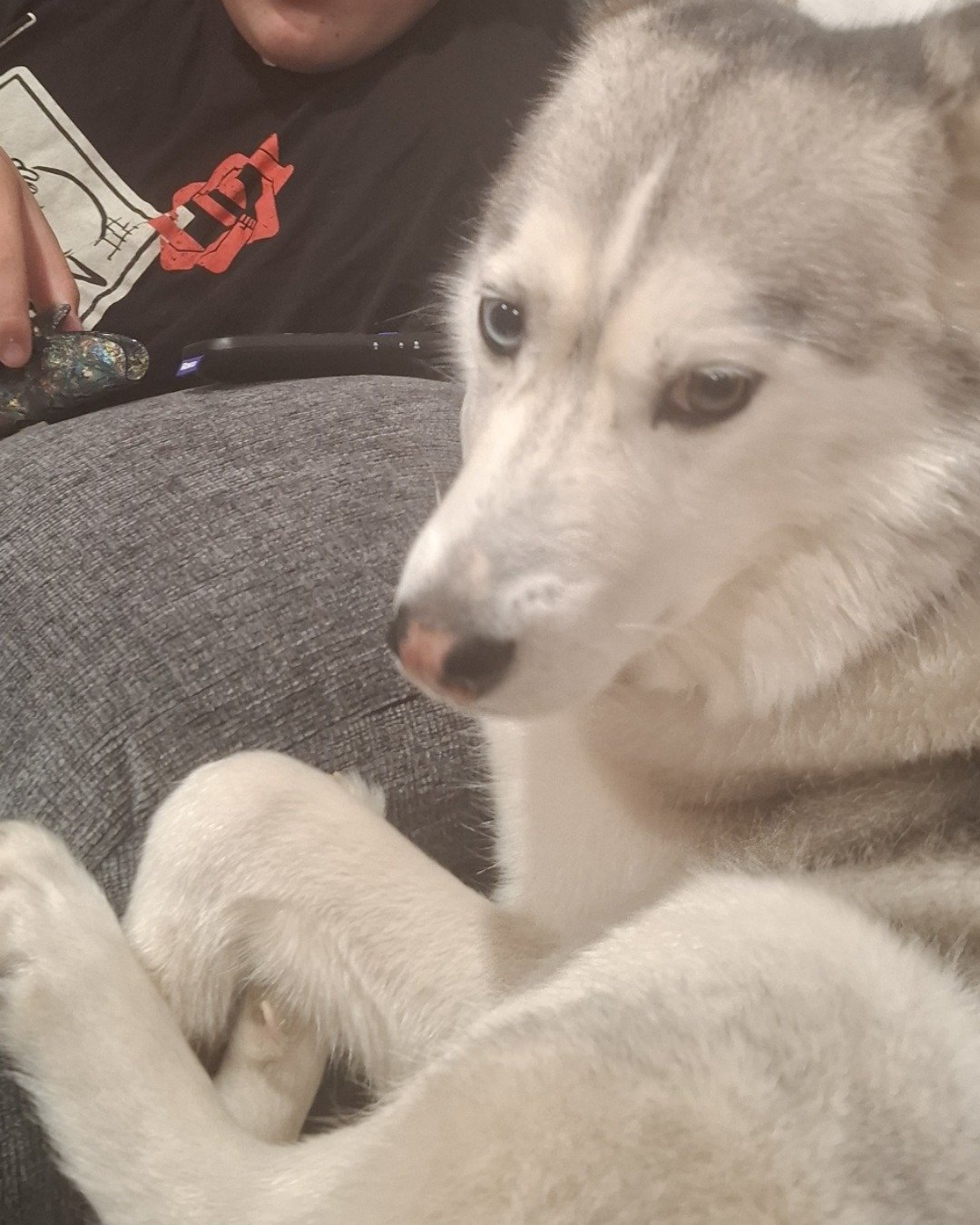 Athena the husky. Dog, Husky, Puppy
