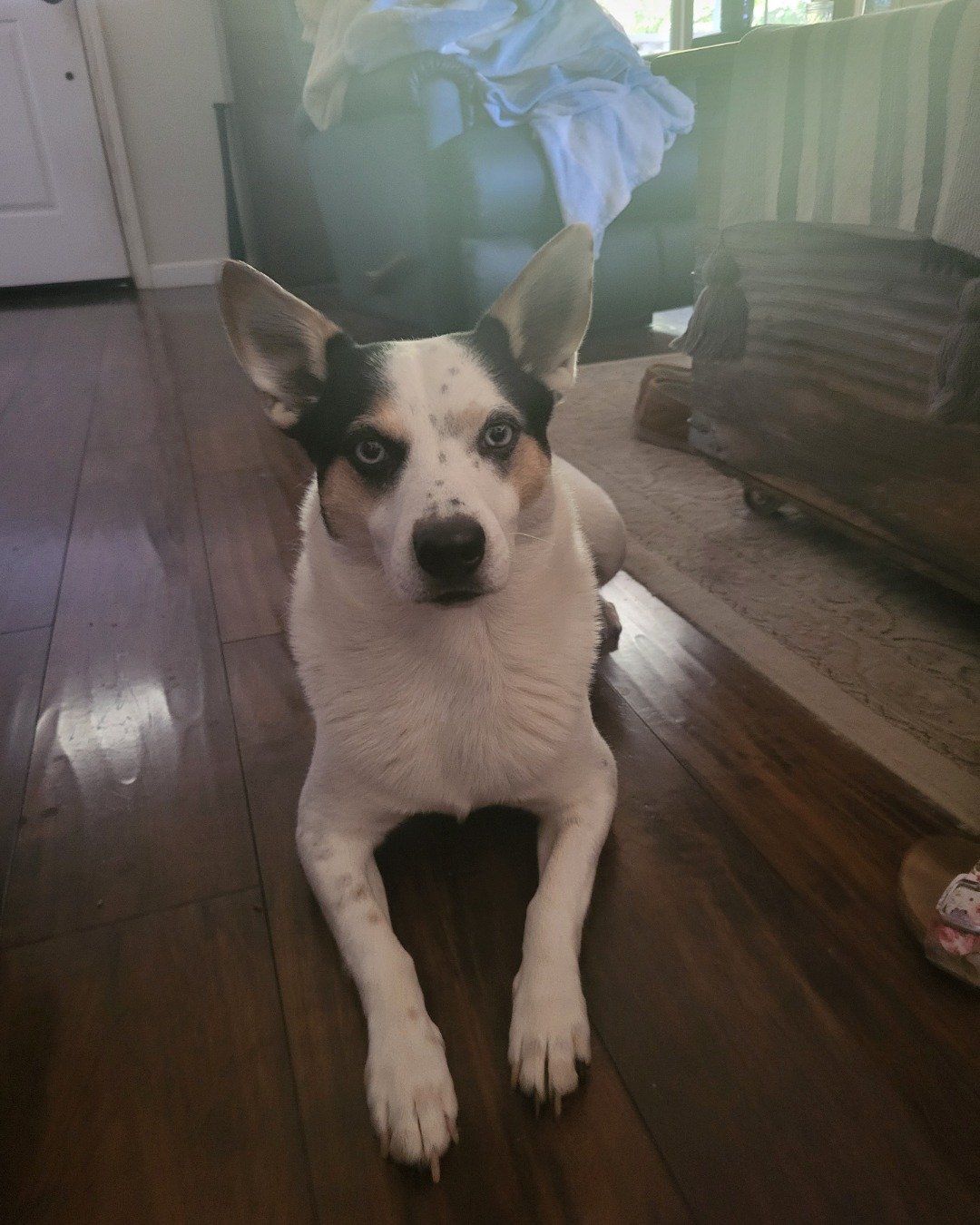 Billy the 1/4 Chihuahua 3/4 Queensland healer. Wood, Floor, Flooring, Indoors, Interior Design, Hardwood