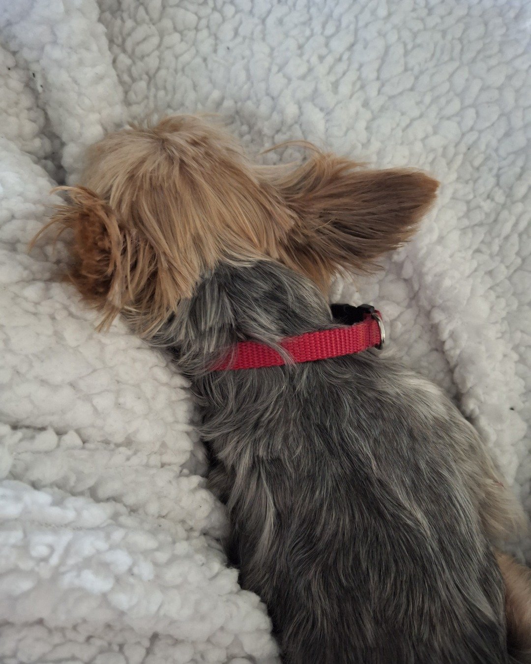 ~Daisy~ the Teacup Yorkie. Dog, Puppy, Person