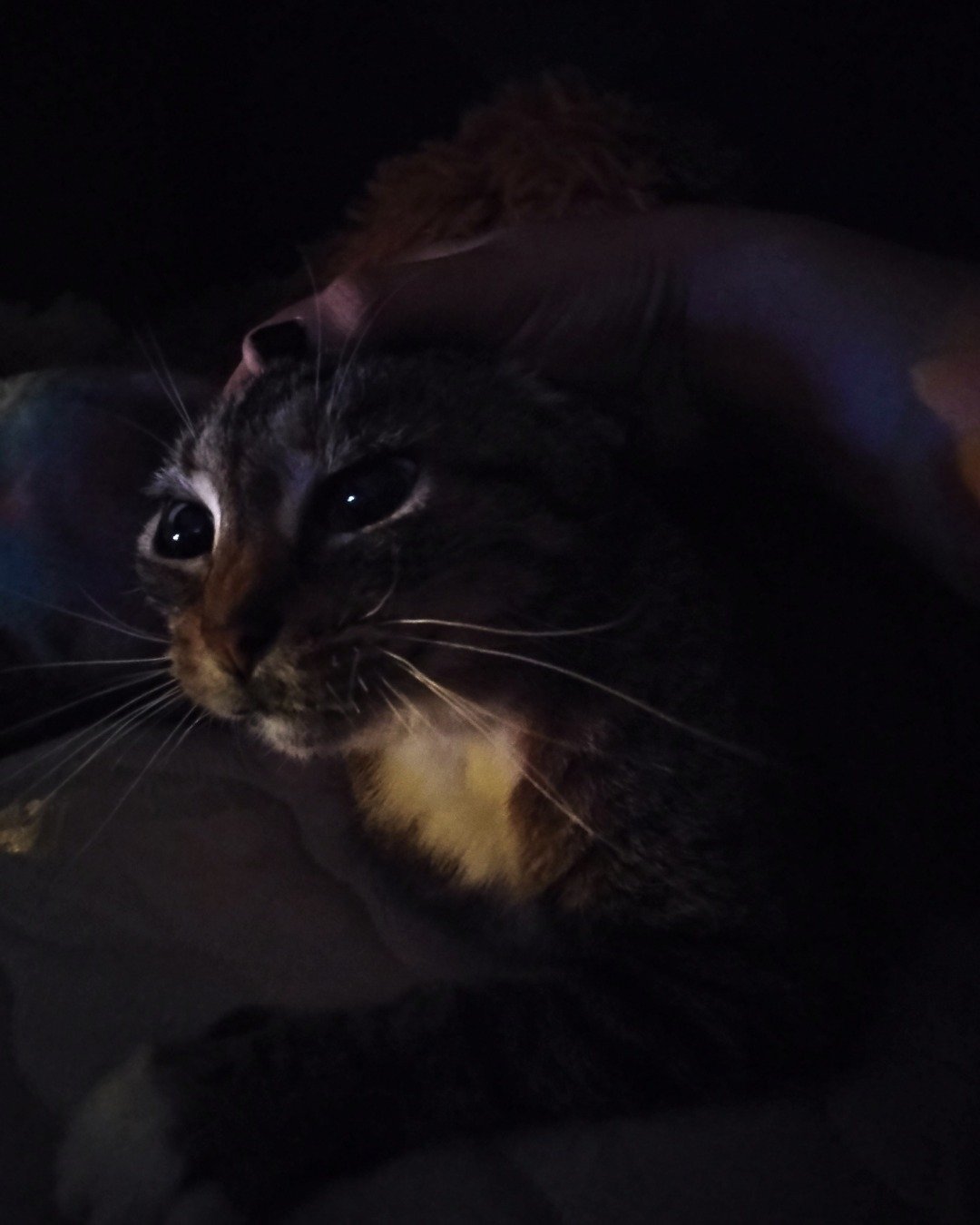 Shadow the Egyptian Tabby. Cat, Kitten