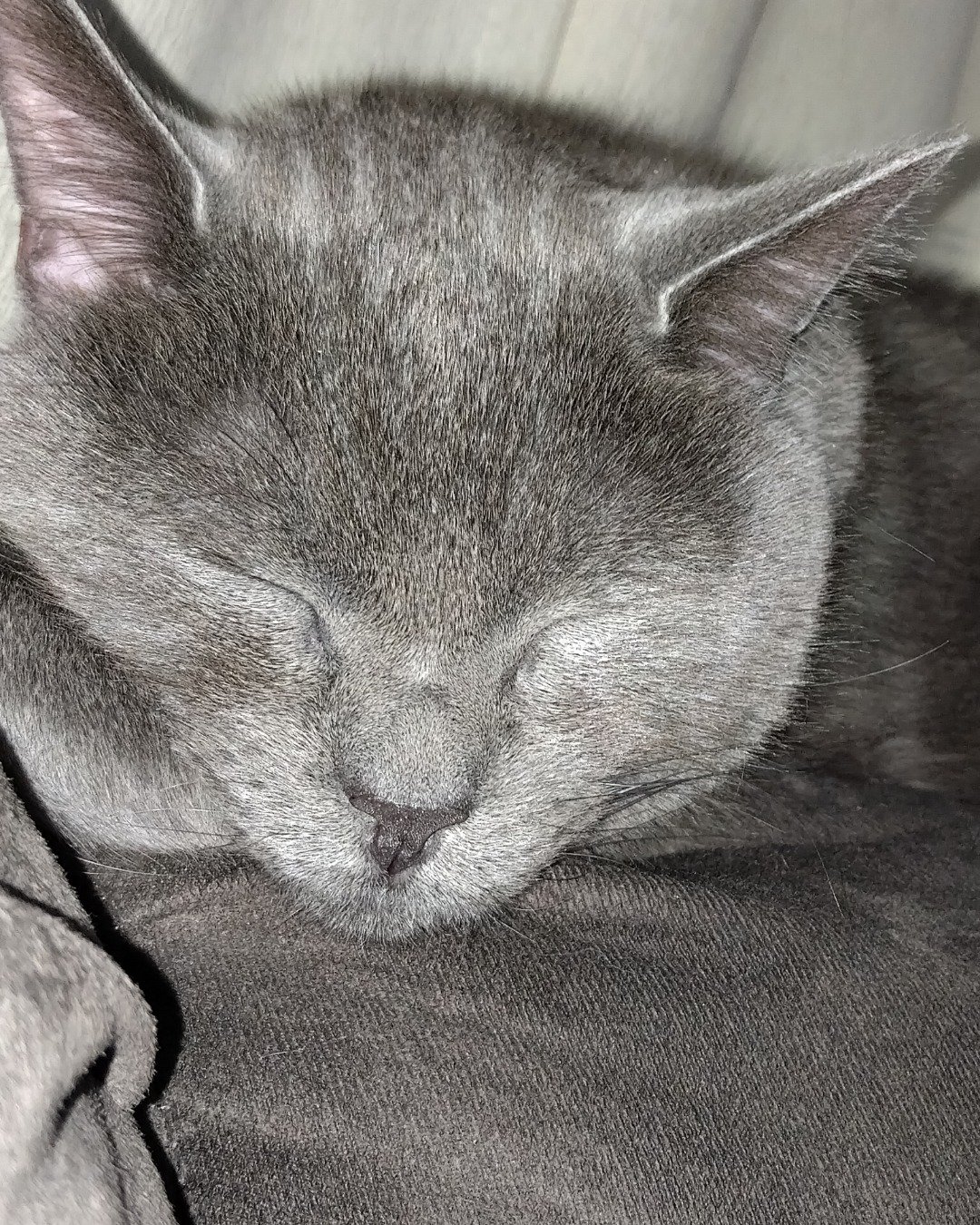 Marshall 🩶 Geoffrey — Cat, Abyssinian