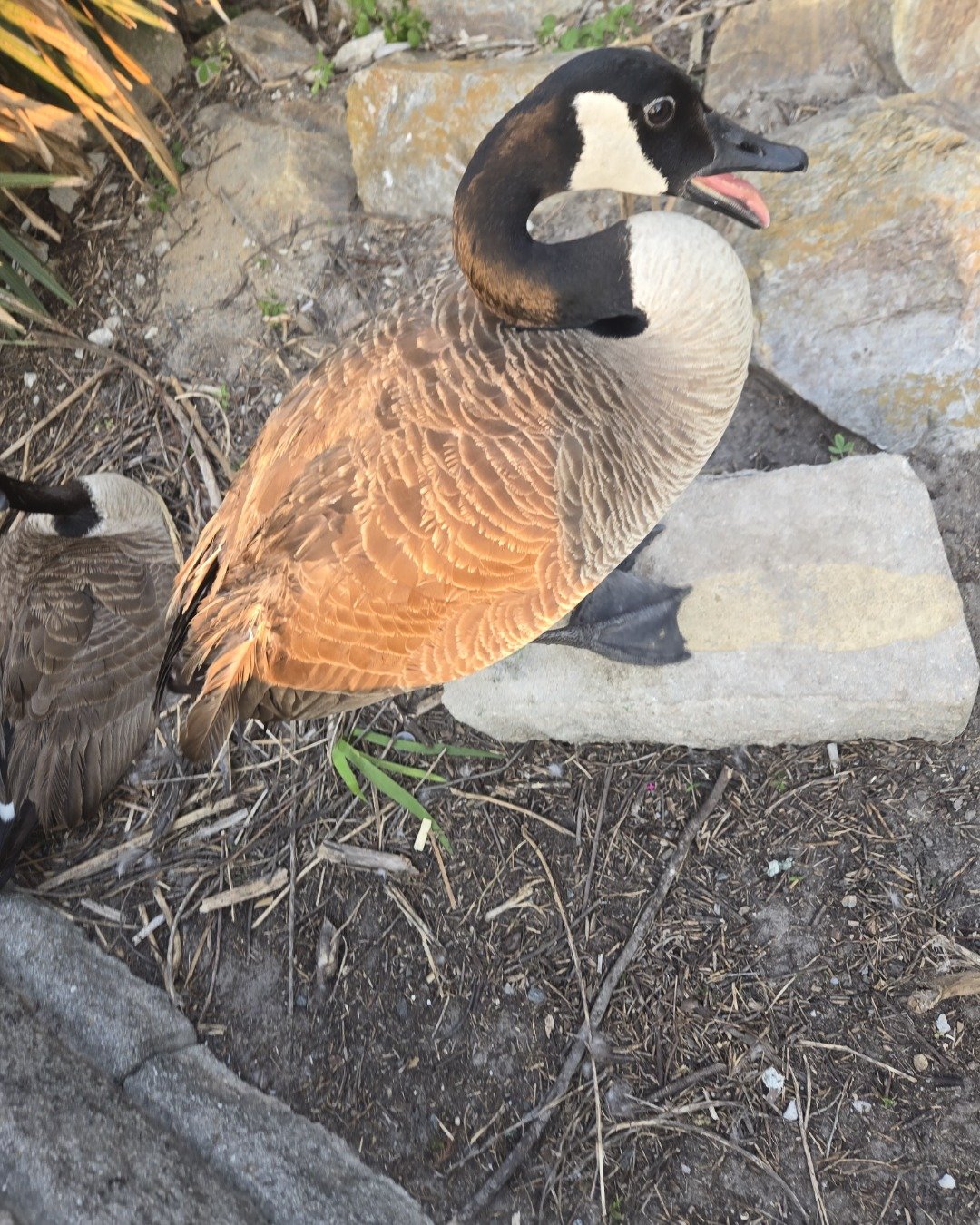 Mysterious Goose the Canada Goose. Beak, Bird, Goose, Waterfowl, Rock, Duck