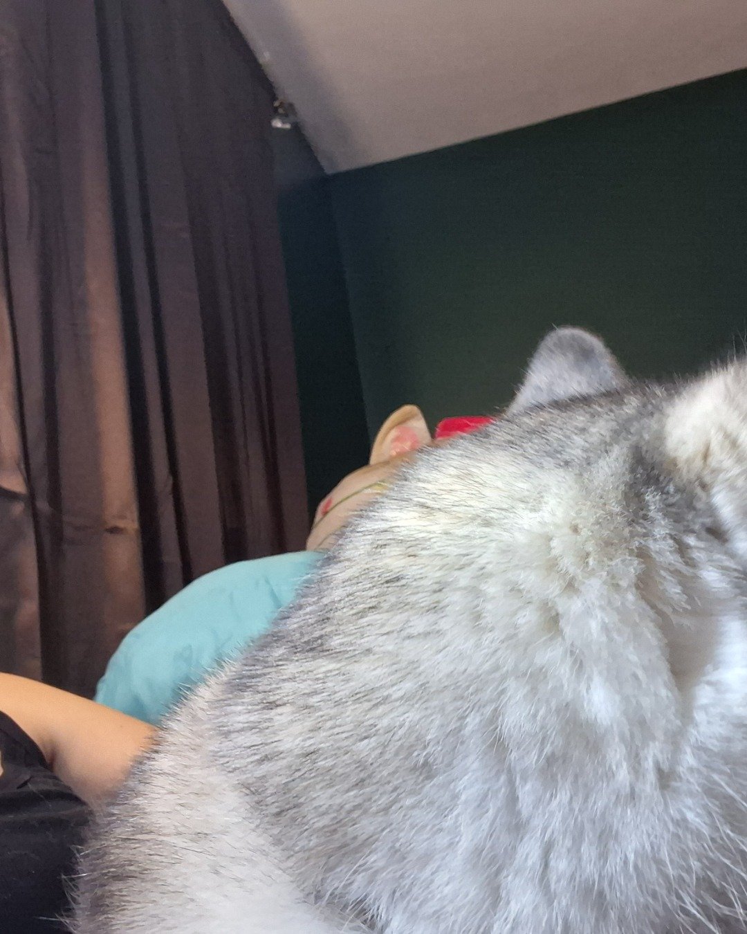 Athena the husky. Dog, Husky, Person