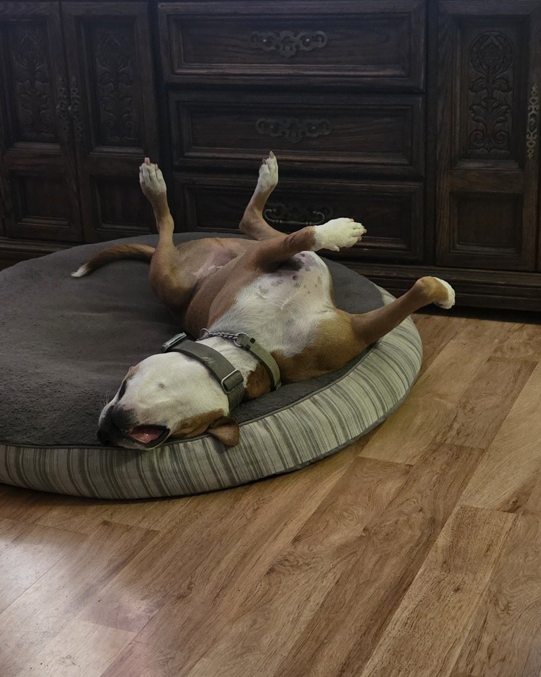 Max. Dog, Dog Bed