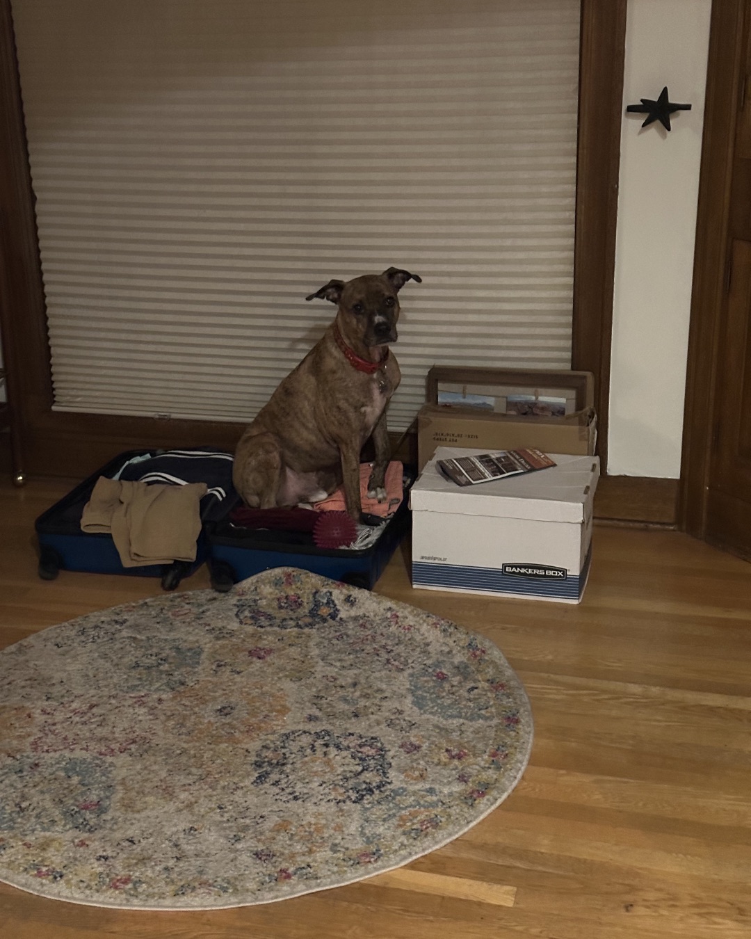 Cooper the Pitbull Mutt. Floor, Flooring, Wood, Hardwood, Indoors, Interior Design