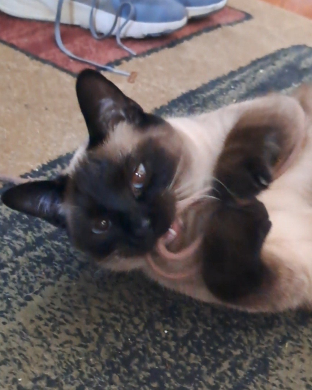 Luna🌙💫 (twin of Stella) the Siamese. Cat, Siamese