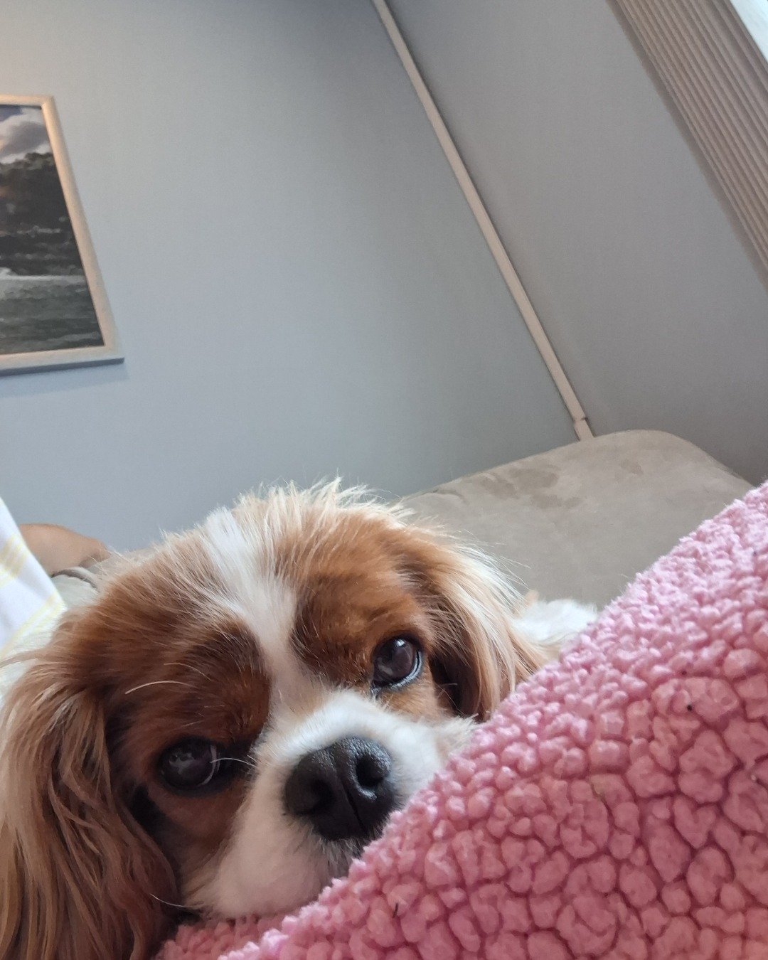 Arya the Cavalier King Charles Spaniel. Dog, Puppy, Cushion, Home Decor