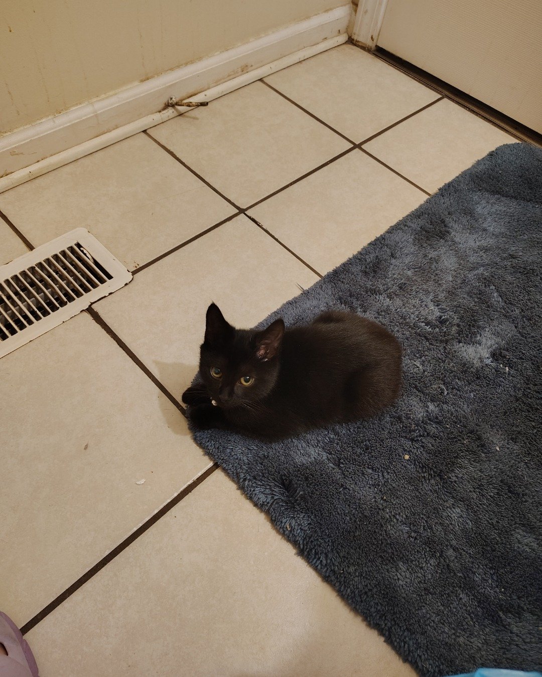 Fish. Floor, Flooring, Home Decor, Cat, Rug