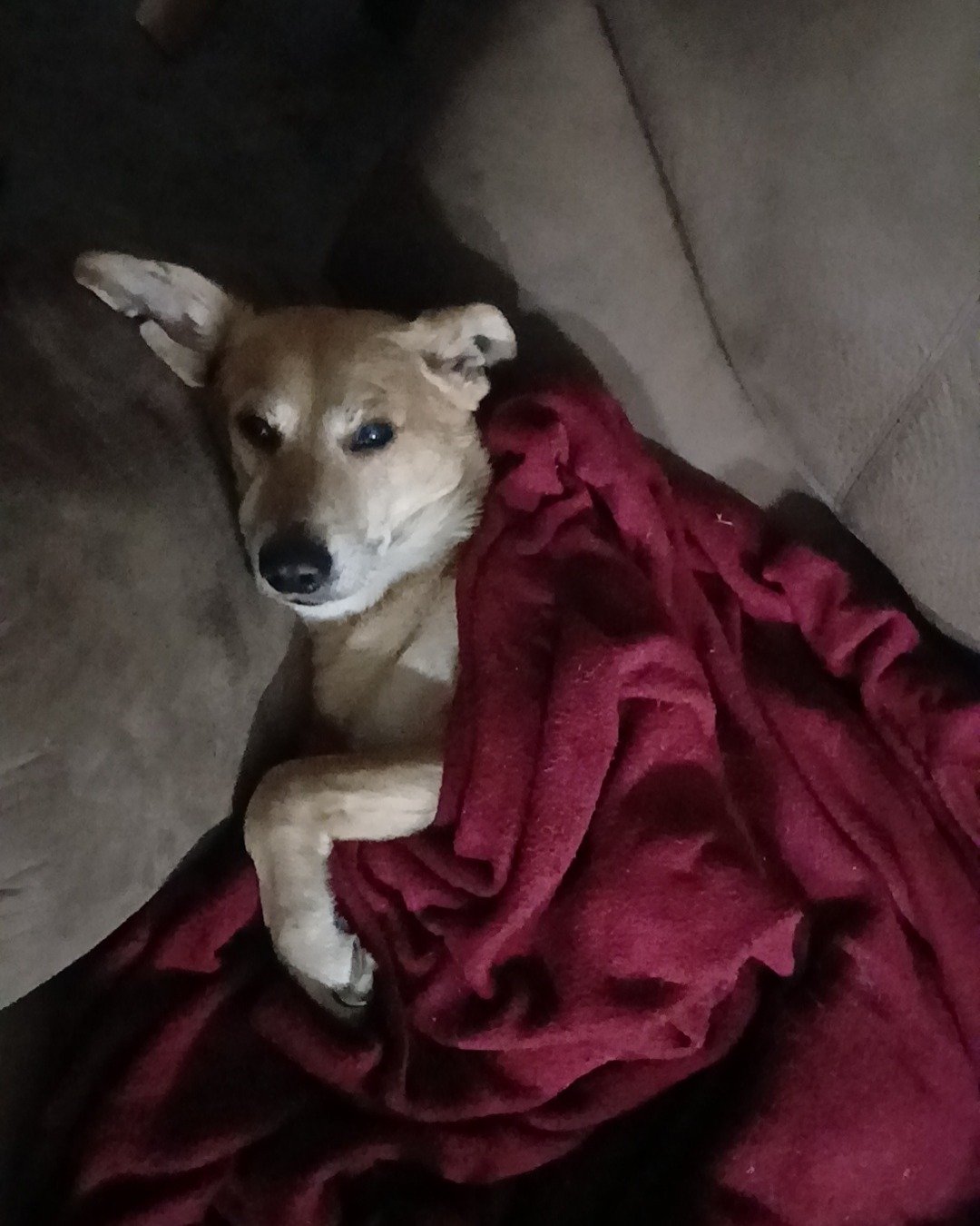 Rascal the German shepherd mix. Dog, Puppy, Blanket, Hound