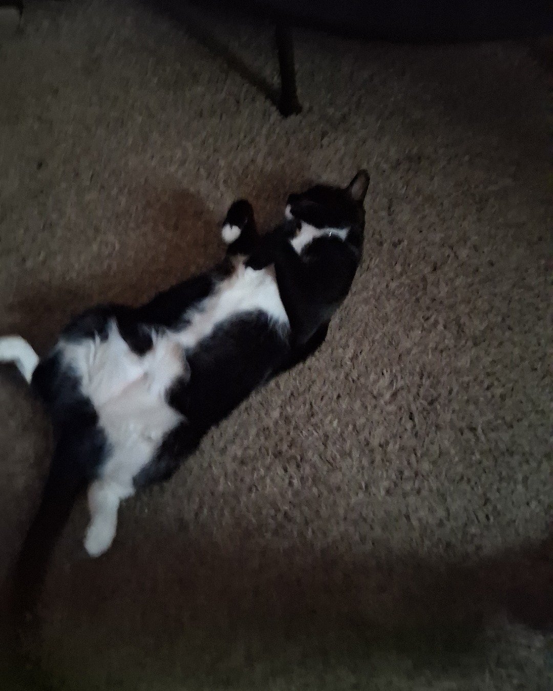 Angel the Tuxedo. Person, Sleeping, Cat, Kitten, Manx
