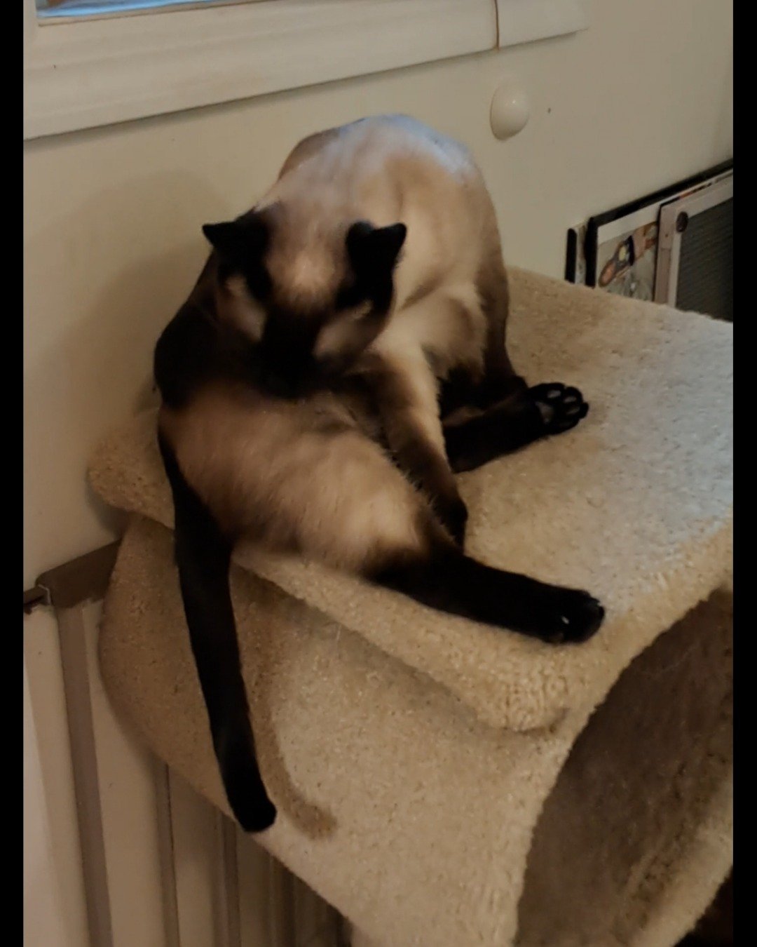 Luna🌙💫 (twin of Stella) the Siamese. Cat, Dog, Siamese